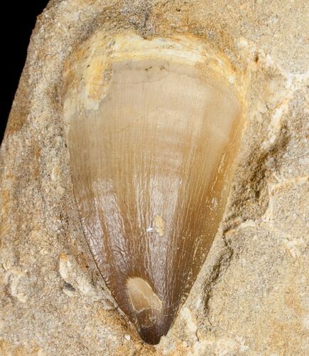 Long Mosasaurus Tooth In Matrix #10239